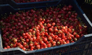 Manisa'da sezonun ilk kirazı hasat edildi: Açık artırmayla kilosu 800 TL'ye satıldı