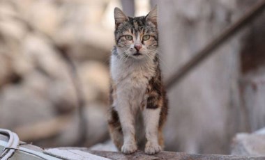 Yeni Zelanda’da çocukların kedi öldürmesi için düzenlenen yarışma tepkiler üzerine iptal edildi