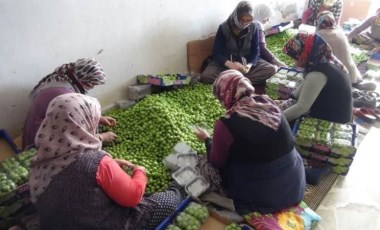 Can eriği tezgaha indi, fiyatı cep yaktı