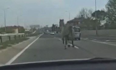 İstanbul’da başıboş at trafiği karıştırdı