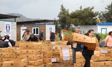 Bodrum Belediyesi, 350 bin fideyi üreticiyle buluşturdu