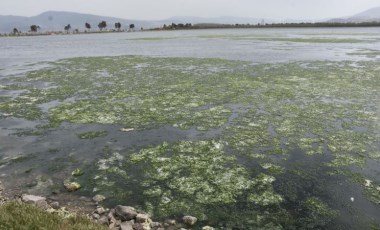 İzmir Körfezi'nde deniz marulları yok olmadı: Kronikleşti!