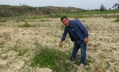 3 dönüm üzerinde bulunan 95 adet zeytin ağacını kesip katlettiler