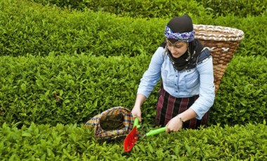 İktidar 'sorunu çözdük' derken ÇAYKUR 1365 sezonluk çalışan ilanına çıktı