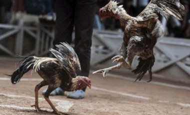 Meksika’da dövüştürülen horoz rakibine değil de sahibine saldırdı