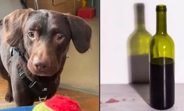 Alkolik köpek tedavi oldu