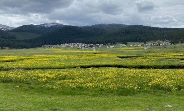 Bolu'nun her mevsim ayrı güzel yaylası: Sarıalan