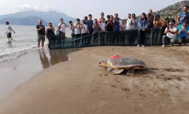 Uydu takip cihazı takılan caretta caretta denize bırakıldı