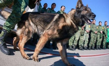 Türkiye'den Meksika'ya teşekkür: Proteo anısına köpek gönderildi