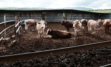 Yozgat'ta şap alarmı! Hayvan pazarları kapatıldı