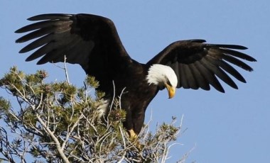 Putin'e yönelik İHA saldırısına kartal filosu çözümü