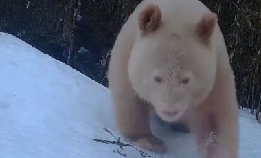 Çin'de albino hastası panda görüntülendi