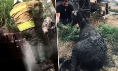 İtfaiye eri kurtarmaya çalıştığı eşekle birlikte fosseptik çukuruna düştü