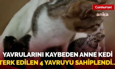 Bu görüntülere yürek dayanmaz: Yavrularını kaybeden anne kedi terk edilen 4 yavruyu sahiplendi