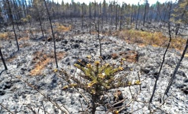 Kanada'da orman yangınlarıyla mücadele için ordu görevlendirildi