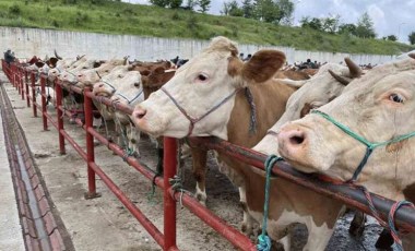 Kurban Bayramı öncesinde hastalıklara karşı uyarı