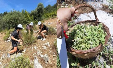 Reçelden baklavaya... Kaz Dağları'nda yılın ilk kekik hasadı!