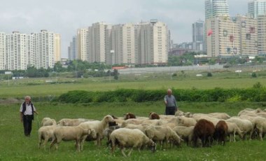 İstanbul'da yüksek katlı binaların ortasında 'yayla': Hayvanlarını otlatıyor