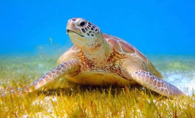 Tatilcilere 'caretta carettalara dokunmayın' uyarısı