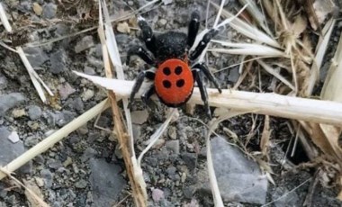 Muğla’da zehirli Uğur Böceği paniği