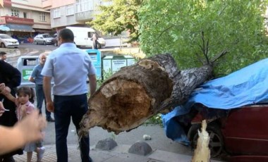 Faciadan dönüldü... Ceviz ağacı iki otomobilin üzerine devrildi!