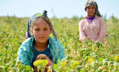 Mevsimlik tarım işçisi çocuklar tarlalarda: 'Gücüm yok, hangi parayla okutayım...'