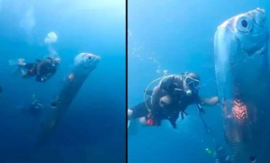 Tayvanlı dalgıçlar karşılaştıkları tuhaf deniz canlısını fotoğrafladı