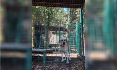 Boğaziçi'ndeki köpekleri yerleşkeden belediye barınağına taşıyacaklar!