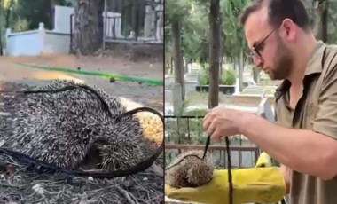 Ziyarete gelenler farketti: Kirpiyi iple mezarlığa bağlamışlar