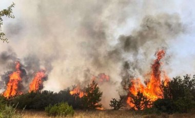 Milas'ta orman yangını