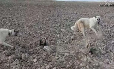 Nesli tükenmek üzere... Nevşehir’de alaca sansar görüldü!