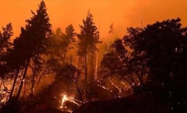 Wildfires destroy 82M hectares of forest worldwide in decade