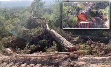 Bunun adı doğa katliamı! İşte Akbelen'in son hali...