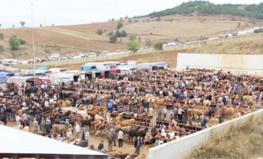 Kastamonu şap hastalığı alarmı... Canlı hayvan pazarı kapatıldı!