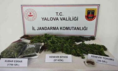 Yalova’da kenevir yetiştirilen villaya operasyon: 1 tutuklama