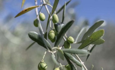 Olive oil industry feels burn of Europe’s searing summer