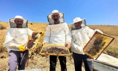 Tescilli 'geven balı'nda hasat zamanı