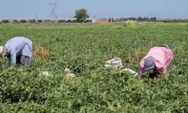 Mevsimlik tarım işçisi isyan etti: ‘İçtiğimiz suyu hayvana verseniz içmez’