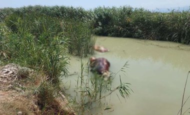 Mersin'de sulama kanalında ölü hayvanlar bulundu