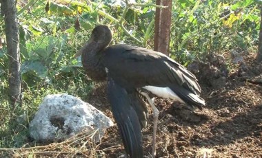 Arnavutköy'de yaralanan kara leyleğin göç yolculuğu yarıda kaldı