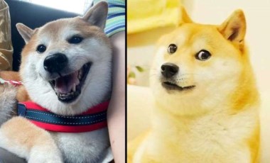 'İnternet meme'lerinin ünlü köpeği 'Cheems Balltze' hayatını kaybetti