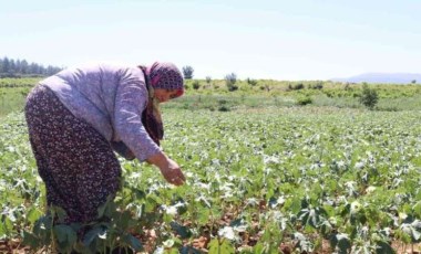 Yaş hali 200 kurusu 1000 TL: Yeşil altında hasat devam ediyor