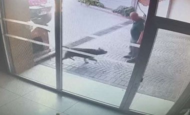 İstanbul'da Pitbull saldırısı... Köpeğin sahipleri yakalandı!