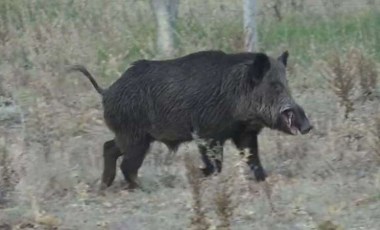 Domuz öldürmek için ava çıktı, arkadaşını öldürdü