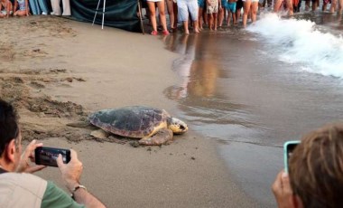 Caretta carettalar denizle buluştu