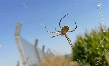 Dünyanın en zehirli örümceklerinden biri onun tarlasında: Tarlaya girmeye korkuyor!