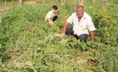 Üzüm bağında yetiştirdi, 30 kiloyu geçti: Görenler şaşırıyor