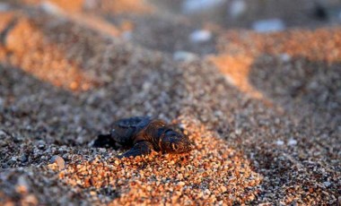 Yanlış ışığı takip eden caretta caretta yavruları araçların altında kalarak ezildi