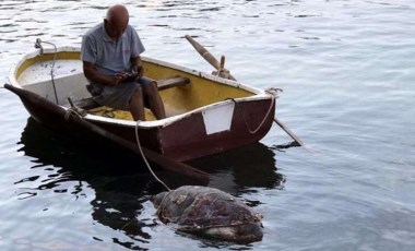 Bodrum’da kıyıda bulunan caretta caretta öldü