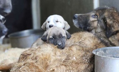 Yaşam kampüsleri ile sokak köpekleri sorununa çözüm aranıyor